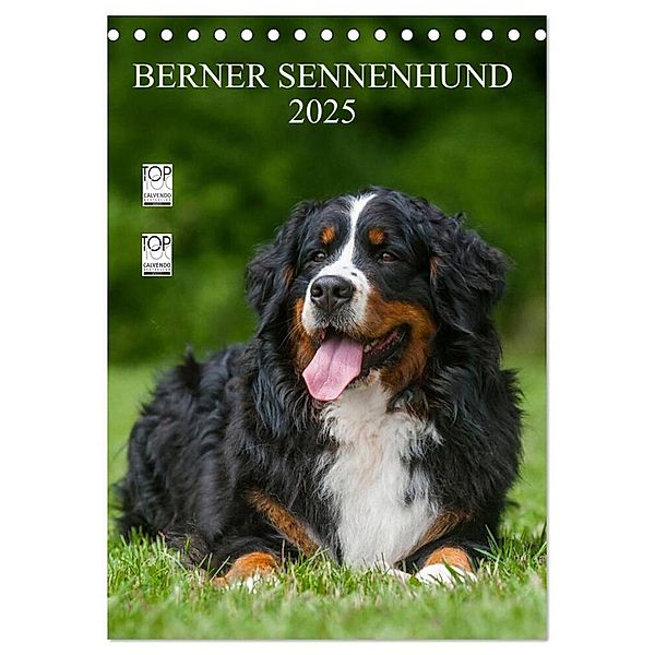 Berner Sennenhund 2025 (Tischkalender 2025 DIN A5 hoch), CALVENDO Monatskalender, Calvendo, Sigrid Starick