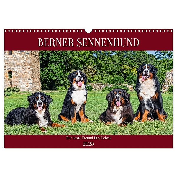 Berner Sennenhund - Der beste Freund fürs Leben (Wandkalender 2025 DIN A3 quer), CALVENDO Monatskalender, Calvendo, Sigrid Starick