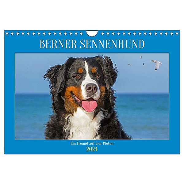 Berner Sennenhund - Ein Freund auf vier Pfoten (Wandkalender 2024 DIN A4 quer), CALVENDO Monatskalender, Calvendo, Sigrid Starick