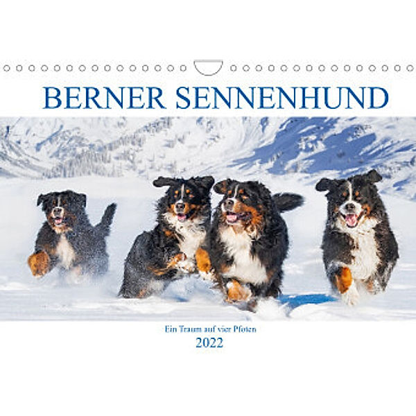 Berner Sennenhund - Ein Traum auf vier Pfoten (Wandkalender 2022 DIN A4 quer), Sigrid Starick