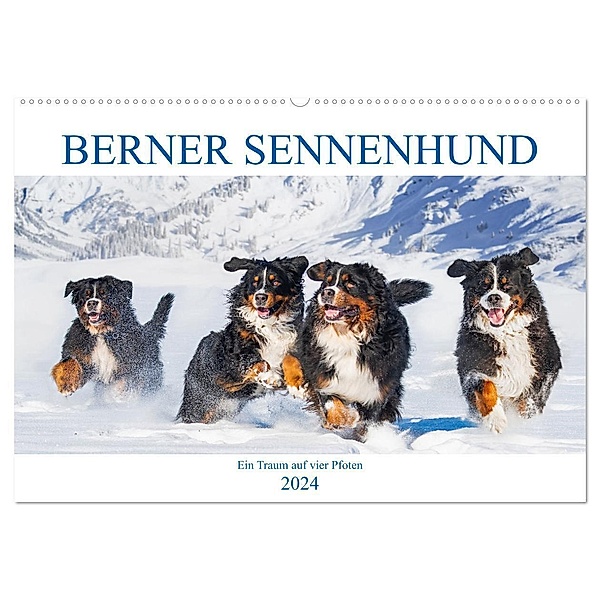 Berner Sennenhund - Ein Traum auf vier Pfoten (Wandkalender 2024 DIN A2 quer), CALVENDO Monatskalender, Sigrid Starick