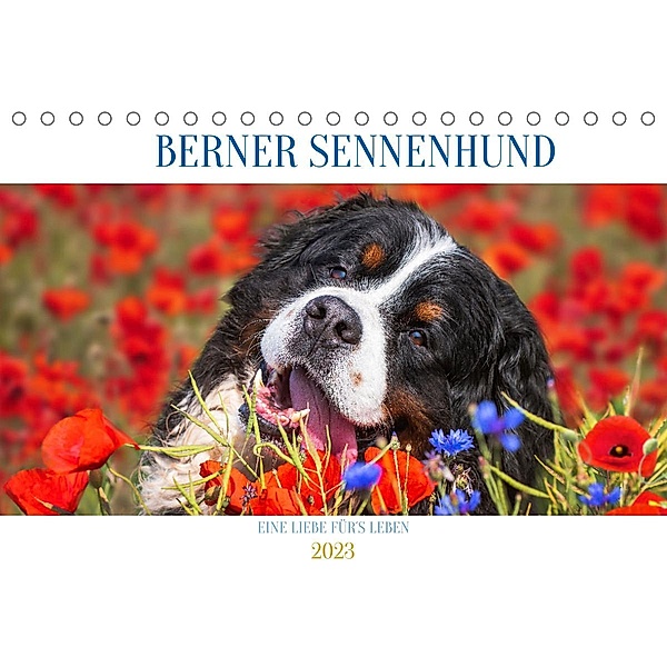 Berner Sennenhund - Eine Liebe für´s Leben (Tischkalender 2023 DIN A5 quer), Sigrid Starick