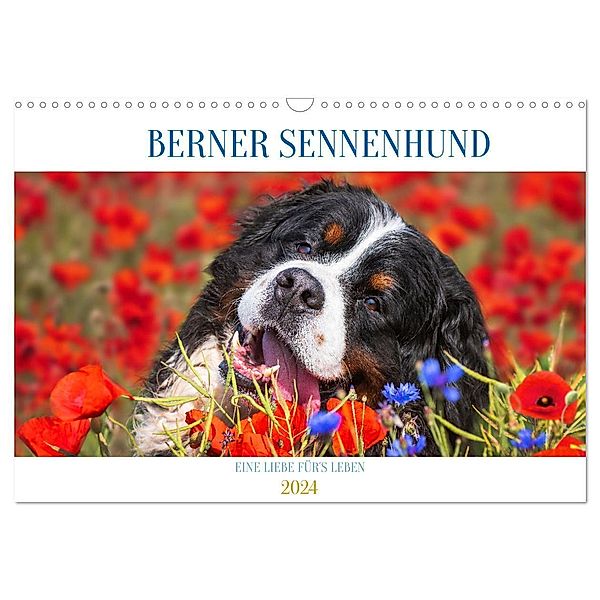 Berner Sennenhund - Eine Liebe für´s Leben (Wandkalender 2024 DIN A3 quer), CALVENDO Monatskalender, Sigrid Starick