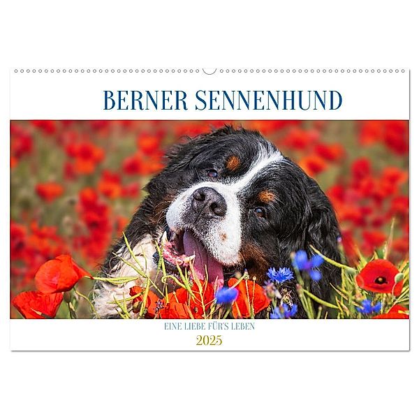 Berner Sennenhund - Eine Liebe für´s Leben (Wandkalender 2025 DIN A2 quer), CALVENDO Monatskalender, Calvendo, Sigrid Starick