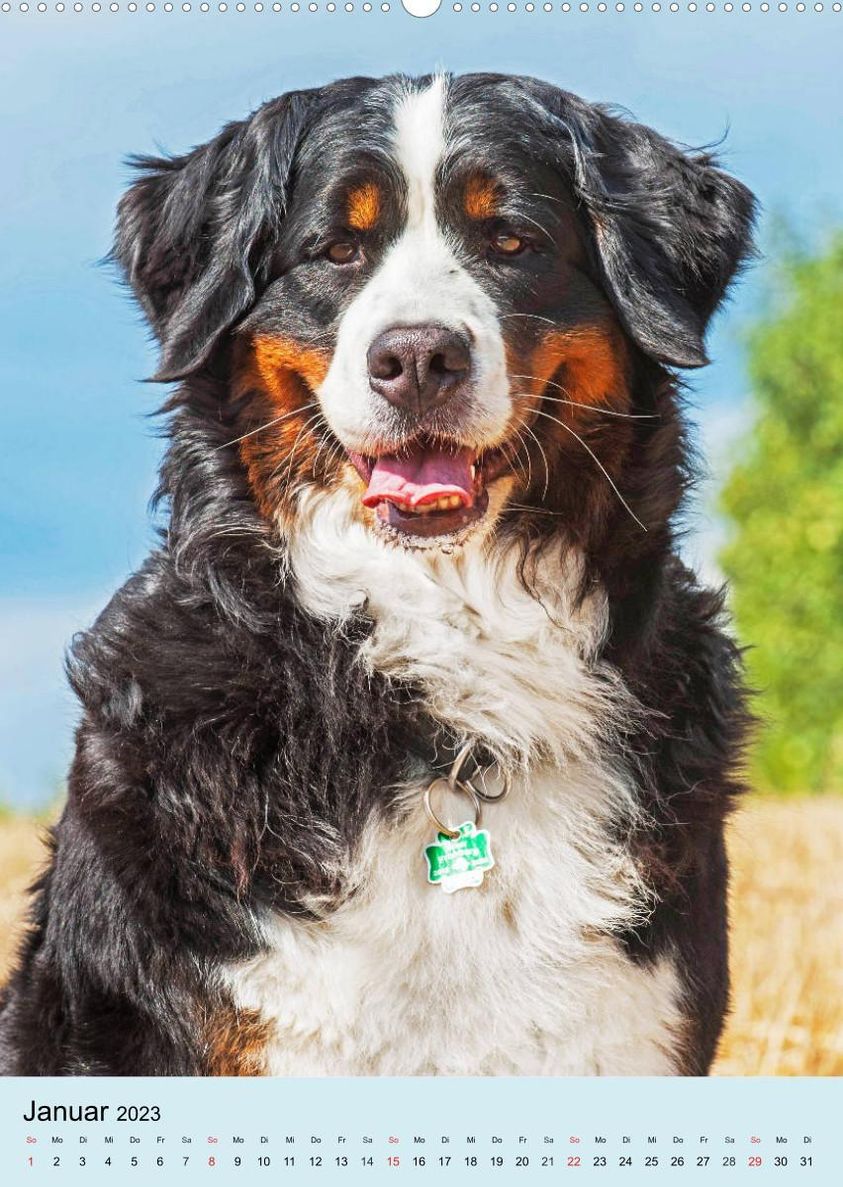 Berner Sennenhund - stark, schön und liebenswert Wandkalender 2023 DIN A2  hoch online kaufen - Orbisana