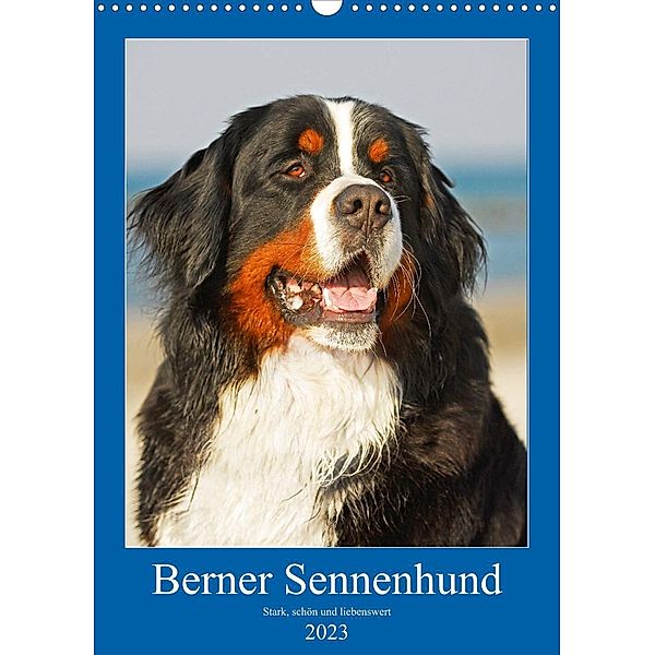 Berner Sennenhund - stark , schön und liebenswert (Wandkalender 2023 DIN A3 hoch), Sigrid Starick