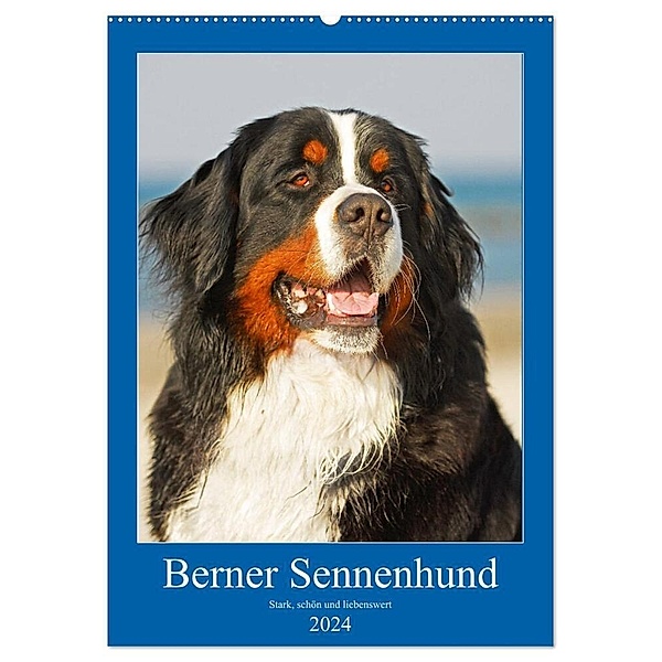 Berner Sennenhund - stark , schön und liebenswert (Wandkalender 2024 DIN A2 hoch), CALVENDO Monatskalender, Sigrid Starick