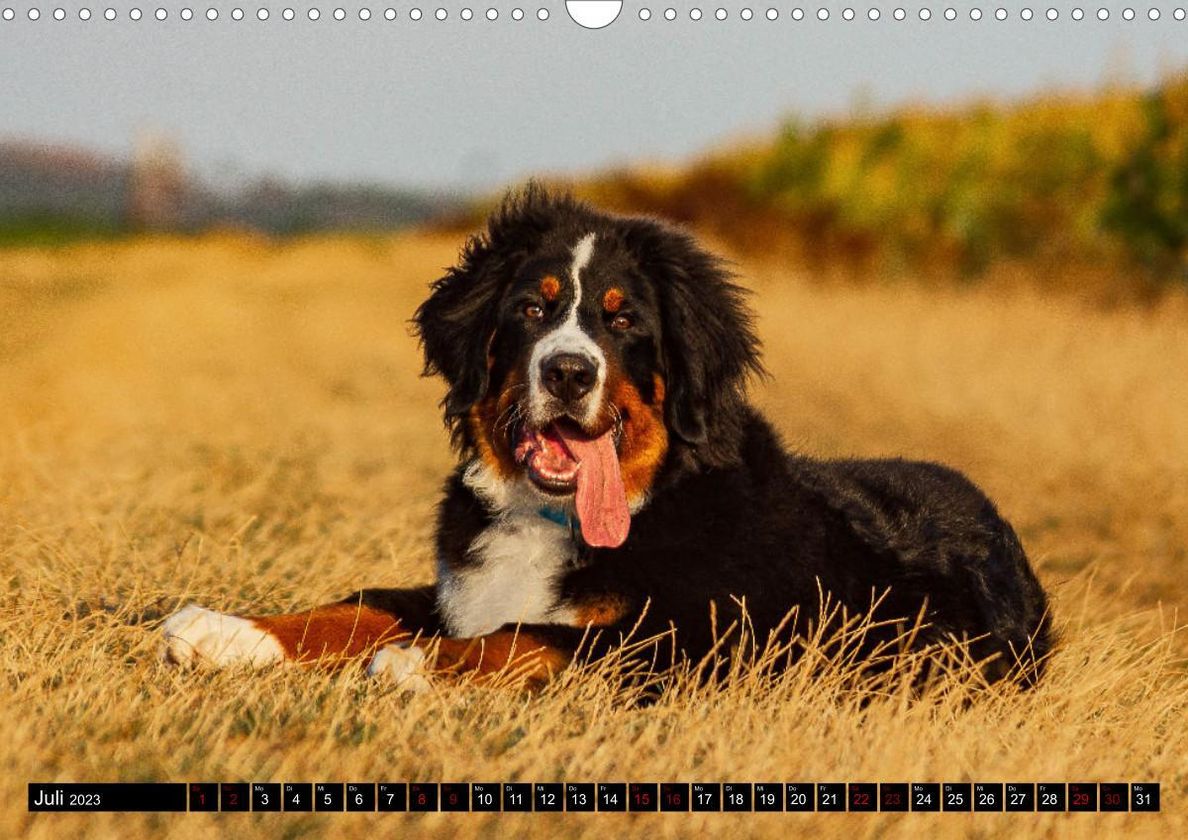 Berner Sennenhund Welpen - Bezaubernde Plüschbärchen Wandkalender 2023 DIN  A3 quer - Kalender bestellen