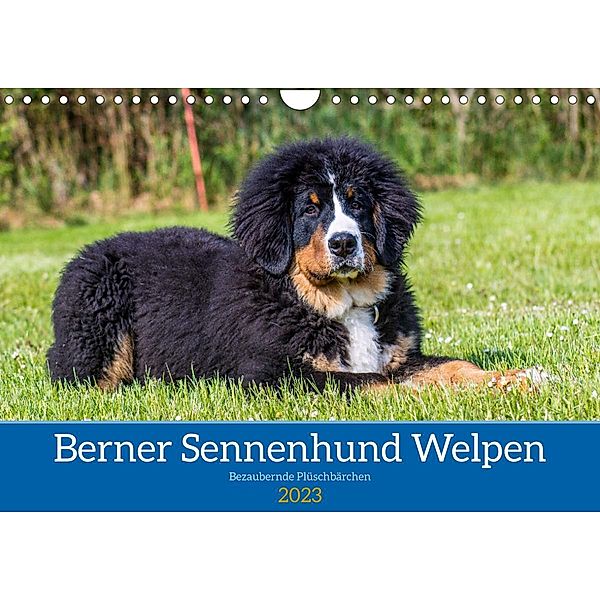 Berner Sennenhund Welpen - Bezaubernde Plüschbärchen (Wandkalender 2023 DIN A4 quer), Jana K. Fotografie