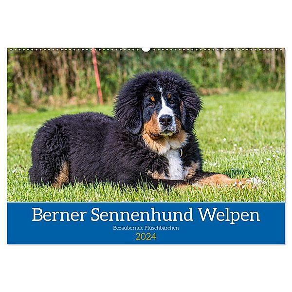 Berner Sennenhund Welpen - Bezaubernde Plüschbärchen (Wandkalender 2024 DIN A2 quer), CALVENDO Monatskalender, Jana K. Fotografie