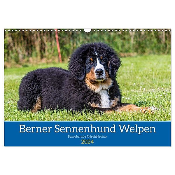 Berner Sennenhund Welpen - Bezaubernde Plüschbärchen (Wandkalender 2024 DIN A3 quer), CALVENDO Monatskalender, Jana K. Fotografie