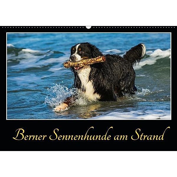 Berner Sennenhunde am Strand (Wandkalender 2017 DIN A2 quer), Sigrid Starick