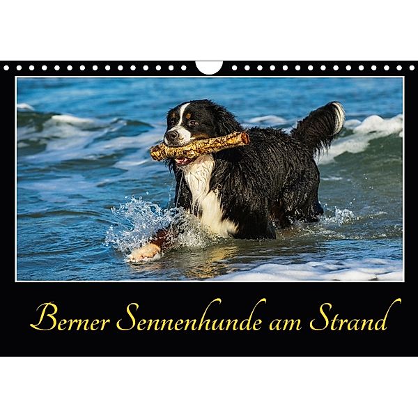 Berner Sennenhunde am Strand (Wandkalender 2018 DIN A4 quer) Dieser erfolgreiche Kalender wurde dieses Jahr mit gleichen, Sigrid Starick