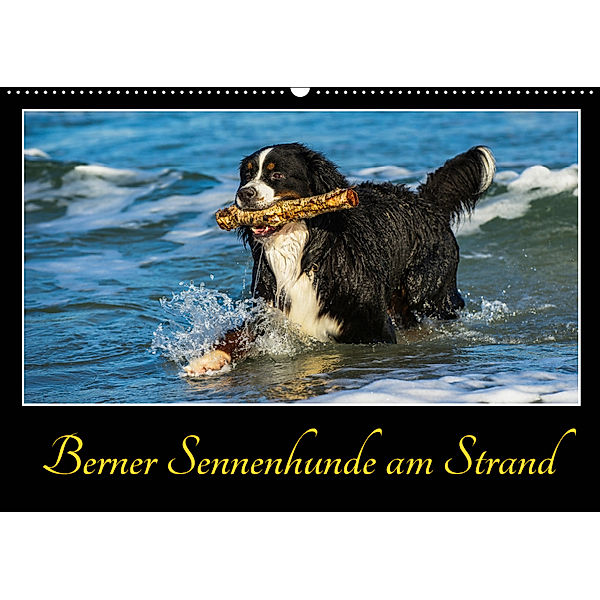 Berner Sennenhunde am Strand (Wandkalender 2019 DIN A2 quer), Sigrid Starick