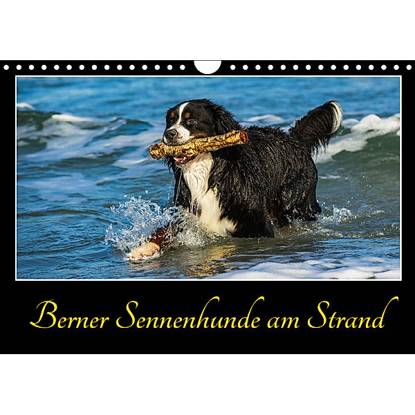 Berner Sennenhunde am Strand (Wandkalender 2019 DIN A4 quer), Sigrid Starick