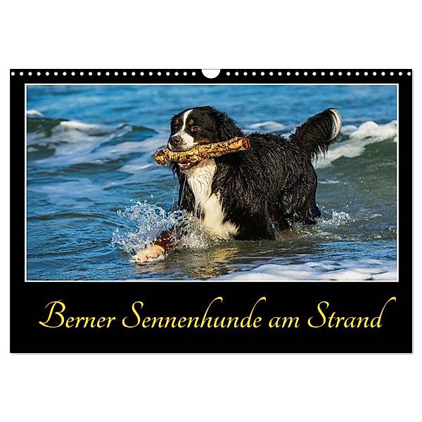 Berner Sennenhunde am Strand (Wandkalender 2024 DIN A3 quer), CALVENDO Monatskalender, Sigrid Starick
