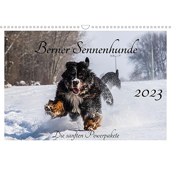 Berner Sennenhunde - Die sanften Powerpakete (Wandkalender 2023 DIN A3 quer), Jana K. Fotografie