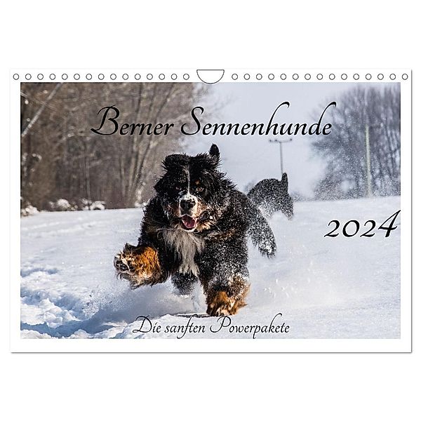 Berner Sennenhunde - Die sanften Powerpakete (Wandkalender 2024 DIN A4 quer), CALVENDO Monatskalender, Jana K. Fotografie