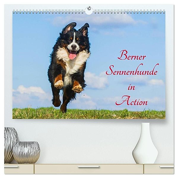 Berner Sennenhunde in Action (hochwertiger Premium Wandkalender 2025 DIN A2 quer), Kunstdruck in Hochglanz, Calvendo, Sigrid Starick