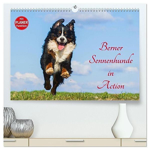 Berner Sennenhunde in Action (hochwertiger Premium Wandkalender 2025 DIN A2 quer), Kunstdruck in Hochglanz, Calvendo, Sigrid Starick