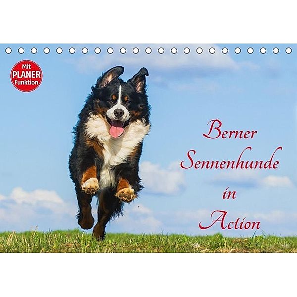 Berner Sennenhunde in Action (Tischkalender 2017 DIN A5 quer), Sigrid Starick