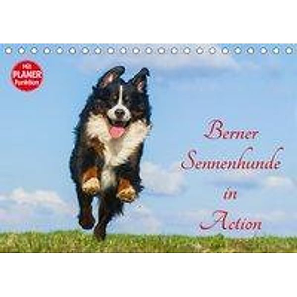 Berner Sennenhunde in Action (Tischkalender 2019 DIN A5 quer), Sigrid Starick