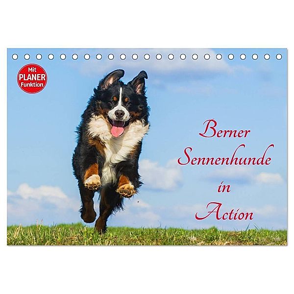 Berner Sennenhunde in Action (Tischkalender 2024 DIN A5 quer), CALVENDO Monatskalender, Sigrid Starick