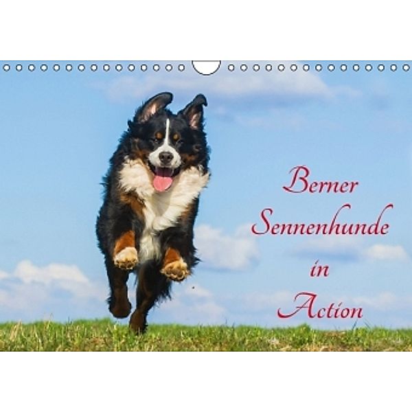 Berner Sennenhunde in Action (Wandkalender 2016 DIN A4 quer), Sigrid Starick