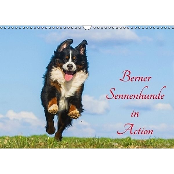 Berner Sennenhunde in Action (Wandkalender 2016 DIN A3 quer), Sigrid Starick