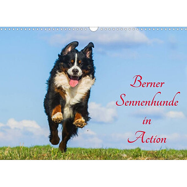 Berner Sennenhunde in Action (Wandkalender 2022 DIN A3 quer), Sigrid Starick