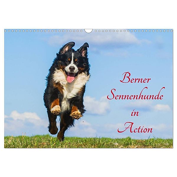 Berner Sennenhunde in Action (Wandkalender 2024 DIN A3 quer), CALVENDO Monatskalender, Sigrid Starick