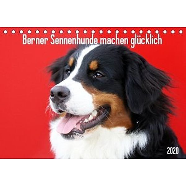 Berner Sennenhunde machen glücklich (Tischkalender 2020 DIN A5 quer)