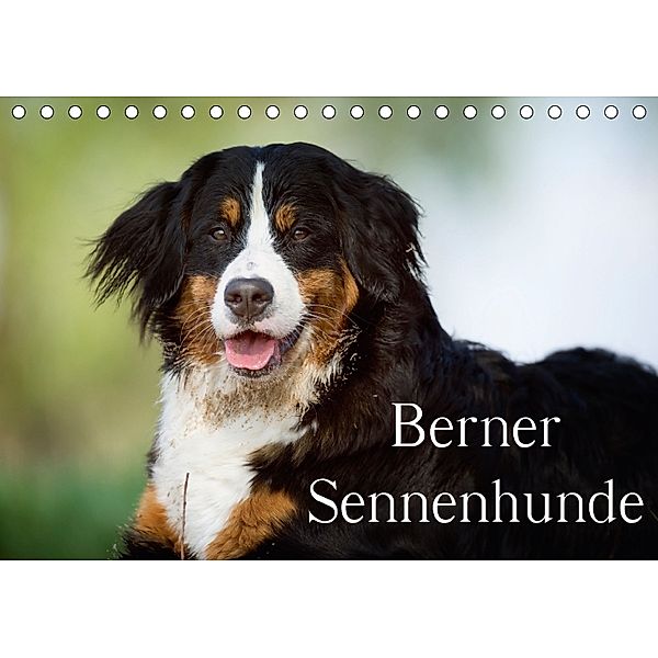 Berner Sennenhunde (Tischkalender 2018 DIN A5 quer), Nicole Noack