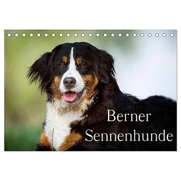 Berner Sennenhunde (Tischkalender 2025 DIN A5 quer), CALVENDO Monatskalender, Calvendo, Nicole Noack