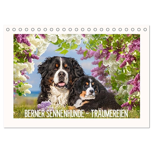 Berner Sennenhunde - Träumereien (Tischkalender 2024 DIN A5 quer), CALVENDO Monatskalender, Sigrid Starick