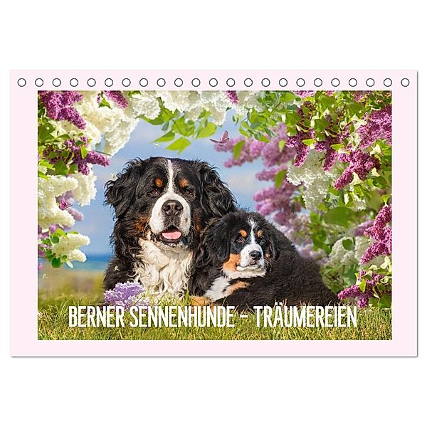 Berner Sennenhunde - Träumereien (Tischkalender 2025 DIN A5 quer), CALVENDO Monatskalender, Calvendo, Sigrid Starick