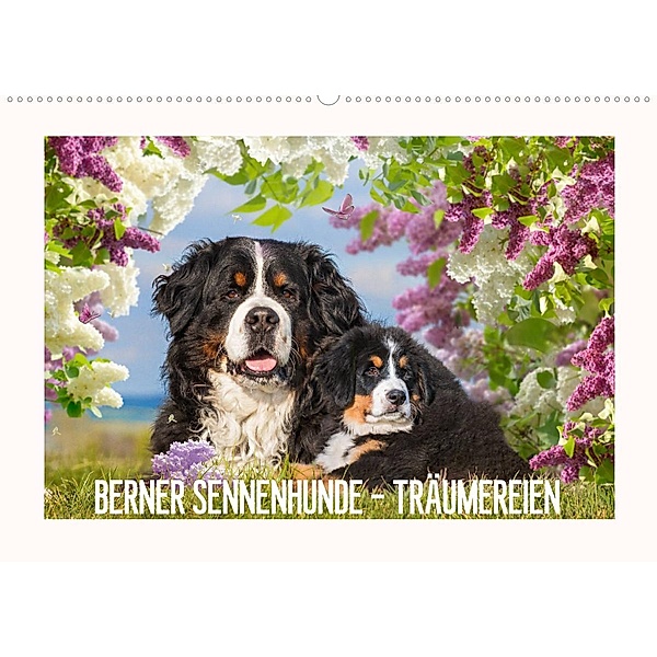 Berner Sennenhunde - Träumereien (Wandkalender 2023 DIN A2 quer), Sigrid Starick