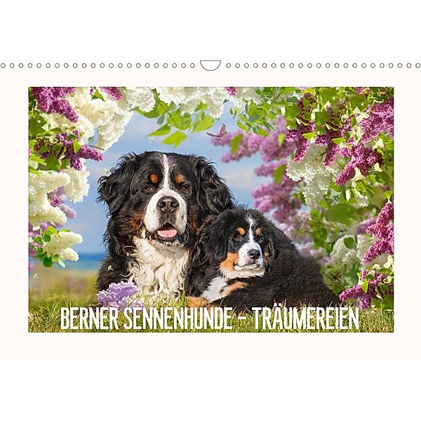 Berner Sennenhunde - Träumereien (Wandkalender 2023 DIN A3 quer), Sigrid Starick