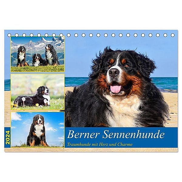 Berner Sennenhunde - Traumhunde mit Charme (Tischkalender 2024 DIN A5 quer), CALVENDO Monatskalender, Jana K. Fotografie
