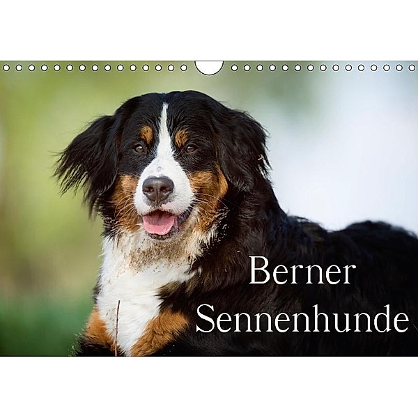 Berner Sennenhunde (Wandkalender 2017 DIN A4 quer), Nicole Noack