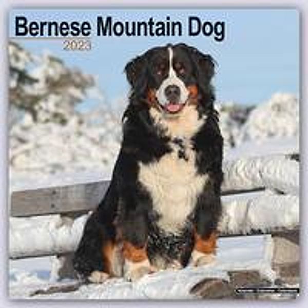 Bernese Mountain Dog - Berner Sennenhund 2023 - 16-Monatskal