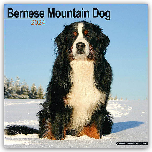Bernese Mountain Dog - Berner Sennenhund 2024 - 16-Monatskalender, Avonside Publishing Ltd.