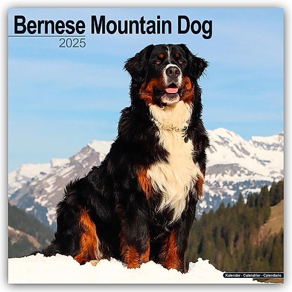 Bernese Mountain Dog - Berner Sennenhund 2025 - 16-Monatskalender, Avonside Publishing Ltd.