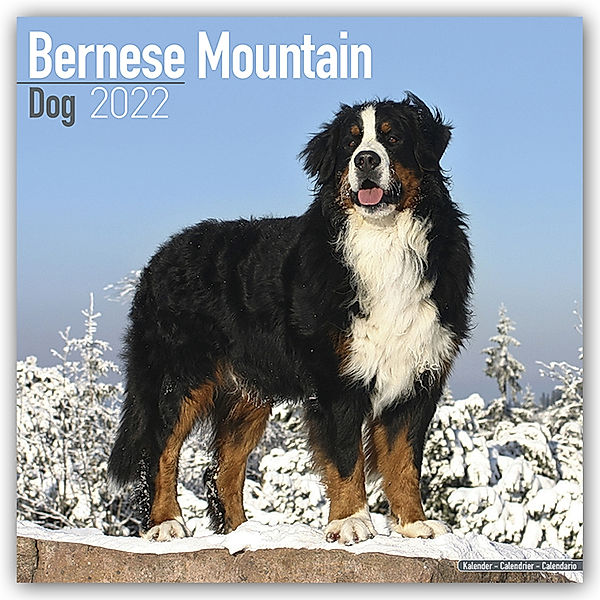 Bernese Mountain Dog - Berner Sennenhunde 2022 - 16-Monatskalender, BrownTrout Publisher