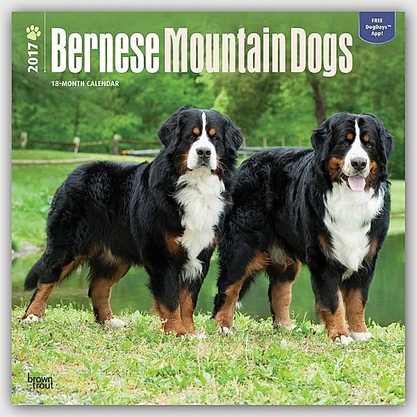 Bernese Mountain Dogs 2017