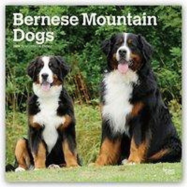Bernese Mountain Dogs 2019 Square, Inc Browntrout Publishers