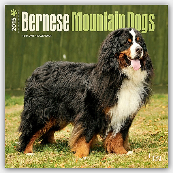 Bernese Mountain Dogs, Broschürenkalender 2015