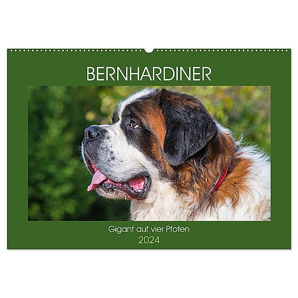 Bernhardiner - Gigant auf vier Pfoten (Wandkalender 2024 DIN A2 quer), CALVENDO Monatskalender, Sigrid Starick