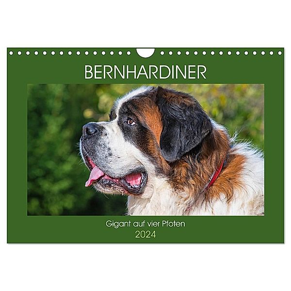 Bernhardiner - Gigant auf vier Pfoten (Wandkalender 2024 DIN A4 quer), CALVENDO Monatskalender, Sigrid Starick