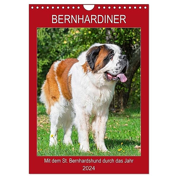 Bernhardiner - Mit dem St. Bernhardshund durch das Jahr (Wandkalender 2024 DIN A4 hoch), CALVENDO Monatskalender, Sigrid Starick